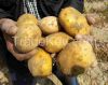 Import Potato from us & gate a Free Tour Bangladesh