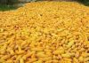 Yellow Corn