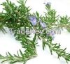 100% Natural Rosemary extract