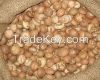 Quality Fresh and Dried Betel Nut