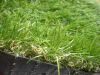 Sell Artificial Grass and Synthetic Grass  and Artificial turf