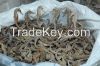 seahorse dried, opeculium sea shell