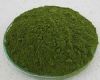 Sell Moringa Leave