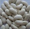 Sell WHITE BEAN/RED KIDNEY BEAN