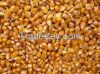 Yellow Corn for animal feed