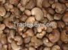 Sell Cashew Nut