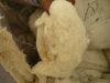 Sell cotton yarn waste