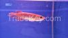 Good Quality Arowana Fish (from Brazil)worldwide shipping available 24hrs Delivery High(PRIORITY)Shipping