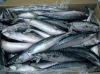 frozen mackerel fish/ seefood