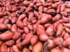 Fresh Sweet Potatoes