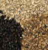 Barley Grains and Malt Barley