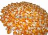 Supply A GRADE Yellow Corn ANIMAL FEED ( New Season Crop 14-15 )