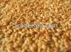 Sesame Seeds