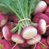 Fresh Turnips