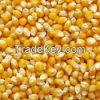 Yellow Corn