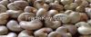 Sell Raw Cashew Nuts