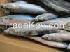 Frozen Whole Round Atlantic Mackerel (scomber scombrus), Frozen Whole Round Pacific Mackerel (scomber Japonicus) for sale