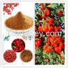 GMP Factory Supply Nature Organic Goji Berry Freeze Dried Powder