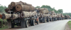 TROPICAL TIMBER FOR SELL FROM EQUATORIAL FOREST