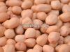 Peanut or Groundnut from India
