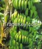 Fresh Green Bananas