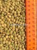 Green lentils