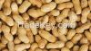 Delicious roasted peanuts in shell for sale