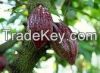 cocoa beans