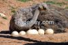 Ostrich Eggs, Ostrich Chicks, Matured Ostrich