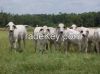 Boer Goats, live Sheep, Cattle, Lambs Ready for export