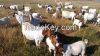 Boer Goats, Holstein heifers, Cows, Camels, Sheeps, Boer Goats for Sale