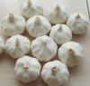 fresh white garlics for sale