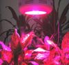 BS001 98x3w LED Grow Light/full spectrum led grow light