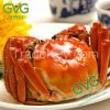 Chinese Hairy Crab / Mitten Crab