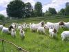 Live Boar Goats/ Live Simmental Goat/Live Senean Goat
