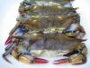 Live and Frozen Soft Shell Crab