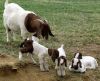 Sell ALive Boer Goats for Sale