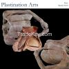 Plastinated Thoracic Model