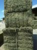 Alfalfa Hay in bales