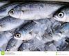 Fresh Frozen Mackerel Fish 200-300g