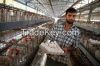 I am Offerring Hen And Their Eggs - SK Exporters
