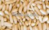 Pine Nuts, Best Quality Pine Nuts, Grade A Pine Nuts