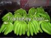 CAVENDISH BANANA - FRESH GREEN BANANA