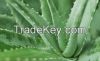 100% Natural herbal extract Aloe Vera Extract, Aloe Extract Powder