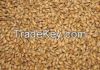 Good quality animal feed barley for sale