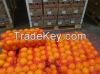 FRESH ORANGES Navel and Valencia Oranges