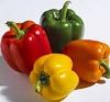 Color Fresh Capsicum