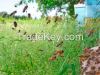 Natural Coriander Honey