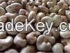 WE SUPPLY AND EXPORT CASHEW NUTS