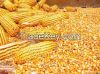 WE SELL AND EXPORT YELLOW MAIZE CORN TO ANY COUNTRY